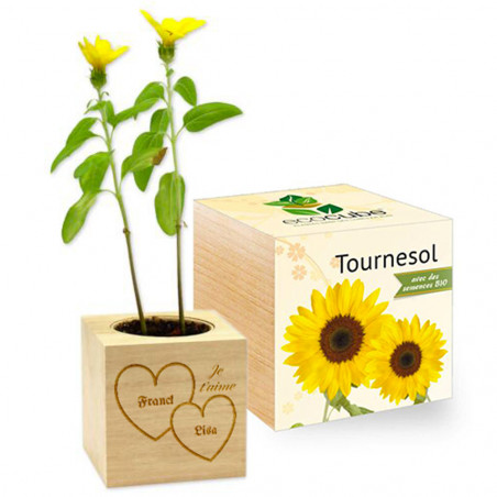 Eco cube tournesol Saint valentin personnalisé