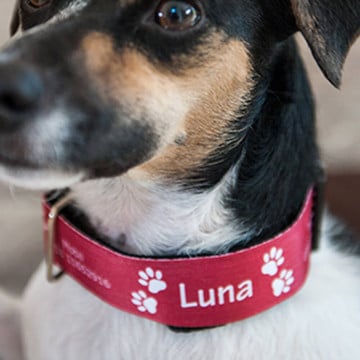 Collier chien personnalisé