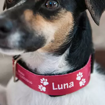 Collier chien personnalisé
